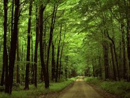 104 miles 167 kilometers of trail. Allegheny National Forest Visit Pa Great Outdoors