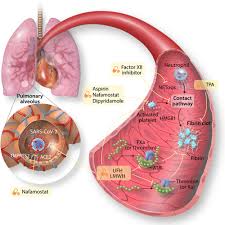 Maybe you would like to learn more about one of these? The Emerging Threat Of Micro Thrombosis In Covid 19 And Its Therapeutic Implications Circulation Research