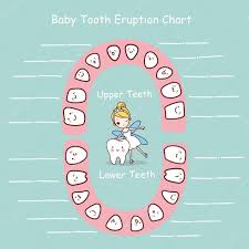 Baby Tooth Chart Eruption Record Stock Vector Etoileark