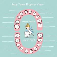 baby tooth chart eruption record stock vector etoileark