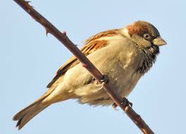 Manfaat daging burung pipit yang kecil ternyata dapat menyembuhkan berbagai penyakit seperti daging burung pipit dihaluskan dan dicampur air liur manusia. House Sparrow Gambar Spesies Spesies Habitat