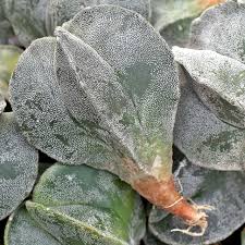 Image result for Biophytum crassipes