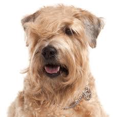 Check spelling or type a new query. Airedale Terrier Puppies For Sale Adoptapet Com