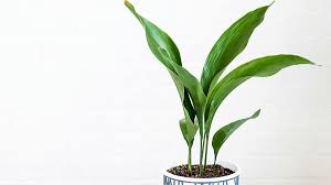 Image result for Kořenokvětka Aspidistra