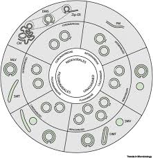 We did not find results for: Double Membrane Vesicles As Platforms For Viral Replication Trends In Microbiology