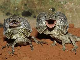39 Frilled Lizard Ideas Frilled Lizard Lizard Reptiles And Amphibians