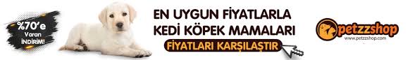 Kediler Neden Hapsirir Nasil Tedavi Edilir Petipanya