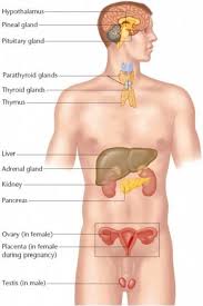 Picture Chart Of Human Body Anatomy Endocrine System