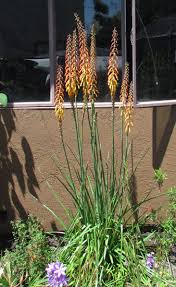 Image result for Kniphofia thomsonii