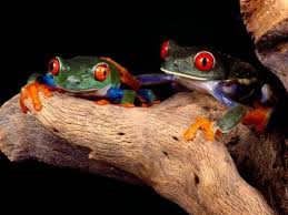 Pin On Horses Exotic Animals And Beautiful Creatures