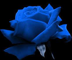 صور ورد ازرق وردرات باللون الازرق صور حب color splash red blue roses wallpaper rose wallpaper