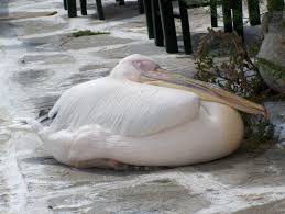 Mykanos Yes The Pelicans Really Are Pink Uman Style Haven Pelican