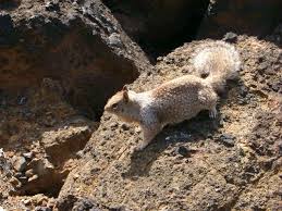 California ground squirrels are found in the western united states and the baja california peninsula (northwestern mexico). Ground Squirrel