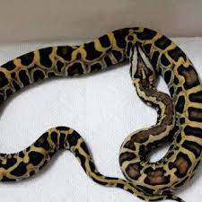 Scaleless Burmese Python Wow Burmese Python Snake Lovers Reticulated Python