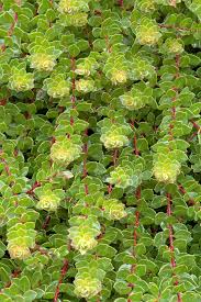 Image result for Maerua grantii
