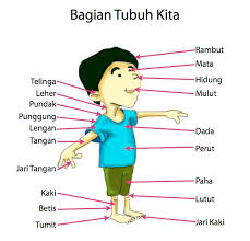 Mengetahui anggota tubuh (kepala, tangan, kaki, dll). 69 Gambar Kartun Bagian Anggota Tubuh Lengkap Cikimm Com