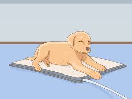 May 12, 2017 · how good is recovery after pelvic fracture? 3 Ways To Care For A Dog With A Broken Or Fractured Pelvis