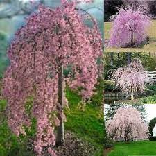 These trees are usually around 12 feet tall, but they can sometimes grow as high as 20 feet. 20pcs Pink Fountain Weeping Cherry Tree Seeds Garden Dwarf Tree Plants Pleasing Trees Live Plants