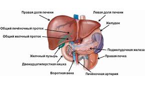 Gde Nahoditsya Pechen U Cheloveka I Kak Bolit Foto Anatomiya Puzyri Pechene