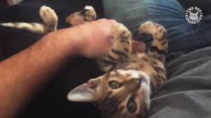 Yavru Kedi Videolari Izle Izlesene Com