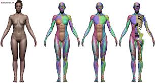 Pin On Anatomy