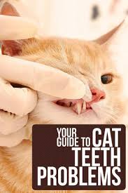 In cats, sneezing and nasal discharge are symptoms of literally dozens of different conditions. Dental Disease In Cats Sneezing Review Pets News And Review