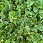 Image result for Falkia