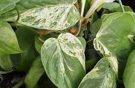 Philodendron Scandens Variegatum Philodendron Scandens Philodendron Tropical Greenhouses