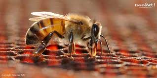 Terbentuknya madu diawali dari lebah yang mengeluarkan dan mengumpulkan nektar dari kandungan dan khasiat madu murni. Madu Hutan Apis Dorsata Madu Unggulan Dari Spesies Lebah Terbaik