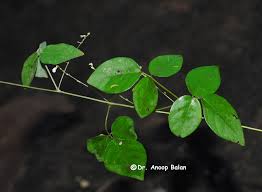 Image result for Teramnus uncinatus