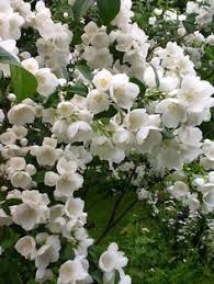 Beauty and utility are truly combined in illuminati arch®. 7 Best Mock Orange Shrub Ideas Mock Orange Mock Orange Shrub Garden Shrubs