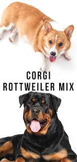 Check out these corgi corgis: Corgi Rottweiler Mix Would This Rare Crossbreed Be Right For You