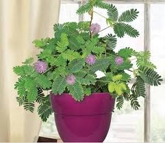 Pin On Gardening