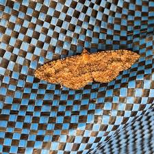 Image result for Pavetta subumbellata