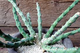 Image result for Euphorbia schinzii