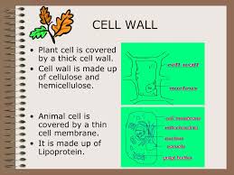 The cell wall of plant cell is made up of cellulose while the cell explanation: Ppt Cell Animal Reproduction Powerpoint Presentation Free Download Id 330009