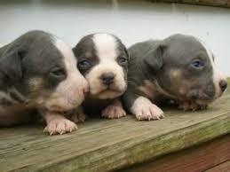 For dog shows and quality breeding. American Staffordshire Terrier Puppies In North Carolina
