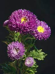 Aster Art Print By Daniel Csoka Amazing Flowers Beautiful Flowers Pretty Flowers