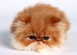 And more cat memes come in everyday, like and endless army of cat pictures armed with words. 25 Cute Cats Around The World Hostelbookers