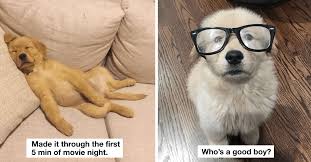 Read on and get to know the mini golden retriever. 40 Images That Prove Golden Retriever Puppies Are The Cutest