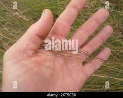 Image result for Loudetia simplex