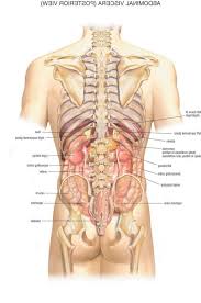 The diaphragm forms the upper surface of the abdomen. Diagram Grasshopper Internal Anatomy Diagram Study Guide Full Version Hd Quality Study Guide Mediagrame Fpsu It