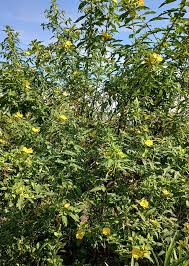 Image result for Ludwigia octovalvis