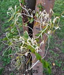 Image result for Solenangis