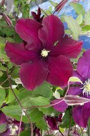 Powojniki (clematis) to liczący kilkaset gatunków rodzaj pnączy, bardzo chętnie uprawianych w ogrodach.mogą być one sadzone przy rozmaitych podporach oraz wykorzystywane jako rośliny okrywowe. Powojnik Clematis Kardynal Wyszynski Centrum Ogrodnicze Dammera