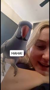 Ham is a morning person. I am not. #hamlet #australia #birdsoftiktok  #GameTok #whatdoing #bird #laugh #pet #love #goodmorning #kiss #comedy  #morning #funny
