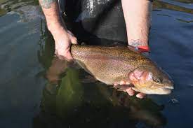 2022 Pa Trout Stocking Schedule Explorejeffersonpa.com – 2019 Adult Trout Stocking Schedules Now Available