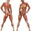 Skeletal muscles can be found in all areas of your body. Https Encrypted Tbn0 Gstatic Com Images Q Tbn And9gcryzppdwkk Ofje Rouqmav89ptspm9xbf23ralpfw9lrt2q9vh Usqp Cau