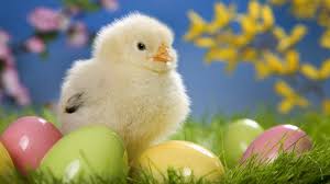 We did not find results for: Nice Wallpapers Free Download Cute Easter Animals 1600x900 Wallpaper Teahub Io