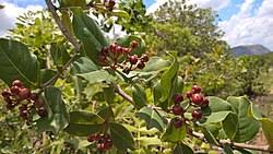 Image result for Psorospermum baumii